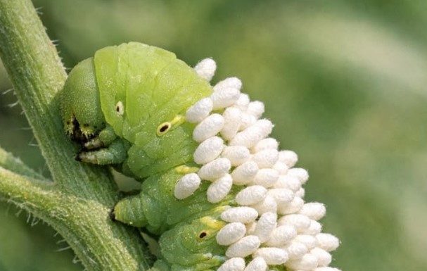 Spotted this large green caterpillar on my plants covered in white standing things. Is it a fungus or eggs? Should I remove it?