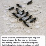 Found a sudden pile of these winged bugs and loose wings on the floor near my front door this morning. They look sort of like flying ants but the body looks straight. Is my house in trouble?