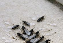Found a sudden pile of these winged bugs and loose wings on the floor near my front door this morning. They look sort of like flying ants but the body looks straight. Is my house in trouble?