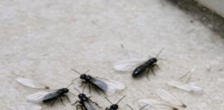 Found a sudden pile of these winged bugs and loose wings on the floor near my front door this morning. They look sort of like flying ants but the body looks straight. Is my house in trouble?