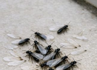 Found a sudden pile of these winged bugs and loose wings on the floor near my front door this morning. They look sort of like flying ants but the body looks straight. Is my house in trouble?
