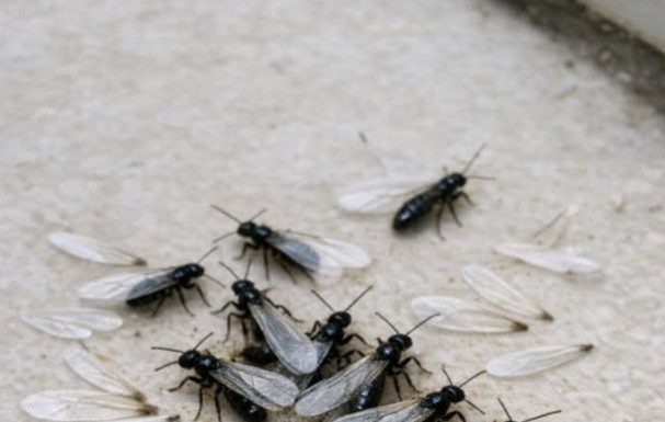 Found a sudden pile of these winged bugs and loose wings on the floor near my front door this morning. They look sort of like flying ants but the body looks straight. Is my house in trouble?