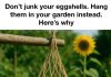 Don’t junk your eggshells. Hang them in your garden instead. Here’s why