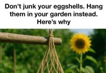 Don’t junk your eggshells. Hang them in your garden instead. Here’s why