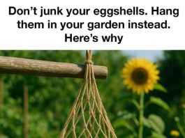 Don’t junk your eggshells. Hang them in your garden instead. Here’s why