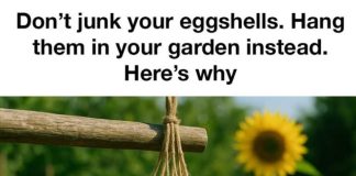 Don’t junk your eggshells. Hang them in your garden instead. Here’s why