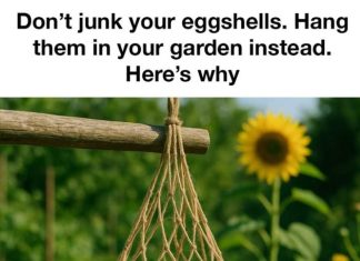 Don’t junk your eggshells. Hang them in your garden instead. Here’s why