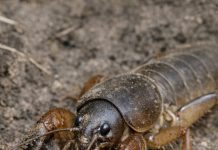 Digging near the fence and unearthed this terrifying insect with shovel-like front claws. It looks prehistoric. What is this?