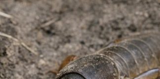 Digging near the fence and unearthed this terrifying insect with shovel-like front claws. It looks prehistoric. What is this?