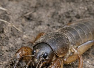 Digging near the fence and unearthed this terrifying insect with shovel-like front claws. It looks prehistoric. What is this?