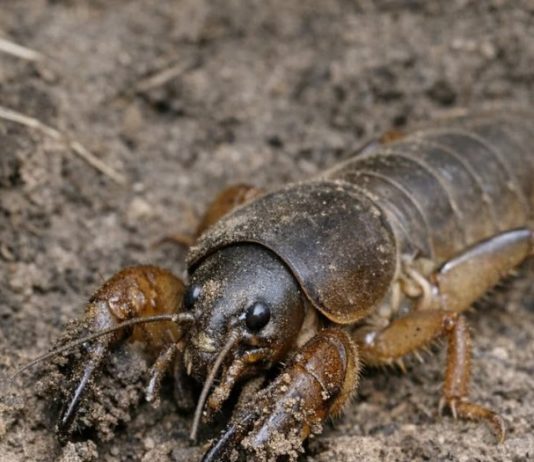Digging near the fence and unearthed this terrifying insect with shovel-like front claws. It looks prehistoric. What is this?