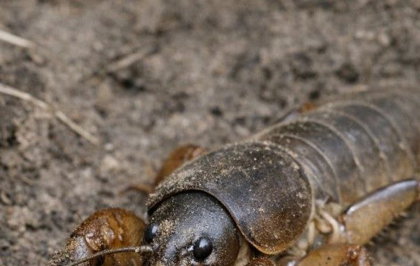 Digging near the fence and unearthed this terrifying insect with shovel-like front claws. It looks prehistoric. What is this?