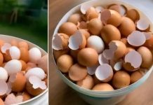 Can Boiling Eggshells Help With Disease? What’s The Truth?
