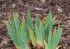 Got Bearded Iris? 8 Essential Things You Must Do in April for Spectacular Blooms