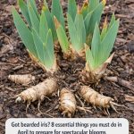 Got Bearded Iris? 8 Essential Things You Must Do in April for Spectacular Blooms