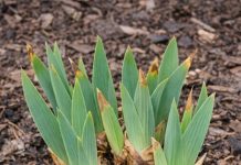 Got Bearded Iris? 8 Essential Things You Must Do in April for Spectacular Blooms