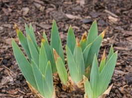 Got Bearded Iris? 8 Essential Things You Must Do in April for Spectacular Blooms