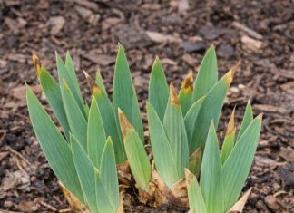 Got Bearded Iris? 8 Essential Things You Must Do in April for Spectacular Blooms