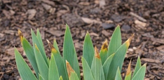 Got Bearded Iris? 8 Essential Things You Must Do in April for Spectacular Blooms