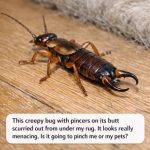 This creepy bug with pincers on its butt scurried out from under my rug. It looks really menacing. Is it going to pinch me or my pets?