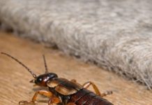 This creepy bug with pincers on its butt scurried out from under my rug. It looks really menacing. Is it going to pinch me or my pets?