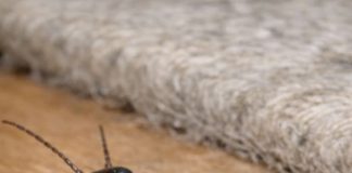 This creepy bug with pincers on its butt scurried out from under my rug. It looks really menacing. Is it going to pinch me or my pets?