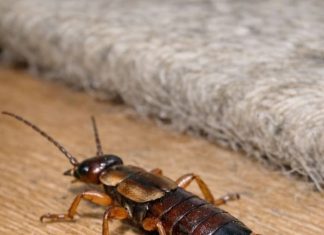 This creepy bug with pincers on its butt scurried out from under my rug. It looks really menacing. Is it going to pinch me or my pets?