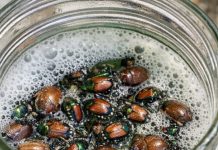 Leave this 1 mixture near your garden and get rid of Japanese beetles, June bugs, and lawn pests