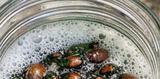 Leave this 1 mixture near your garden and get rid of Japanese beetles, June bugs, and lawn pests