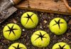 Slice open old tennis balls and bury them around your tomatoes and neighbors will think you’ve lost your mind until they see what happens