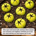Slice open old tennis balls and bury them around your tomatoes and neighbors will think you’ve lost your mind until they see what happens