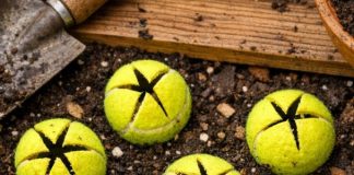 Slice open old tennis balls and bury them around your tomatoes and neighbors will think you’ve lost your mind until they see what happens