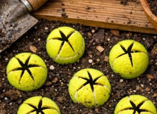 Slice open old tennis balls and bury them around your tomatoes and neighbors will think you’ve lost your mind until they see what happens