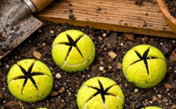 Slice open old tennis balls and bury them around your tomatoes and neighbors will think you’ve lost your mind until they see what happens