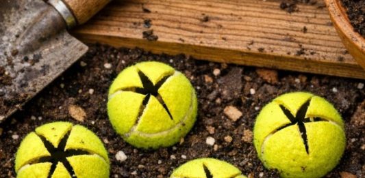 Slice open old tennis balls and bury them around your tomatoes and neighbors will think you’ve lost your mind until they see what happens