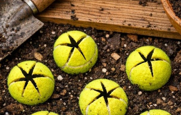 Slice open old tennis balls and bury them around your tomatoes and neighbors will think you’ve lost your mind until they see what happens