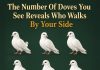 The Number of Doves You See First Reveals Who Walks Beside You