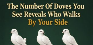 The Number of Doves You See First Reveals Who Walks Beside You
