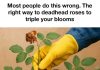 Most people do this wrong. The right way to deadhead roses to triple your blooms