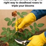 Most people do this wrong. The right way to deadhead roses to triple your blooms