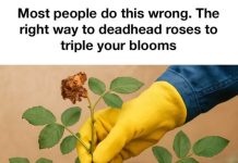Most people do this wrong. The right way to deadhead roses to triple your blooms