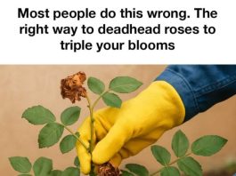 Most people do this wrong. The right way to deadhead roses to triple your blooms