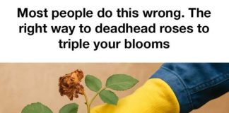 Most people do this wrong. The right way to deadhead roses to triple your blooms