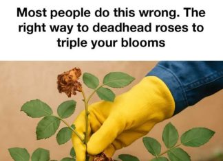 Most people do this wrong. The right way to deadhead roses to triple your blooms