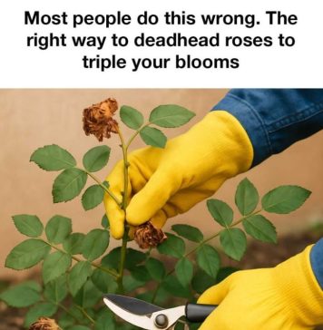 Most people do this wrong. The right way to deadhead roses to triple your blooms