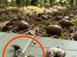 Does anyone know what this is? The answer surprised me quite a bit.