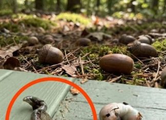 Does anyone know what this is? The answer surprised me quite a bit.