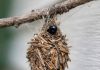 I THOUGHT THIS WAS JUST DEBRIS CAUGHT IN A WEB… UNTIL IT STARTED MOVING