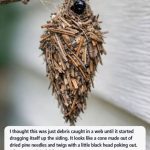 I THOUGHT THIS WAS JUST DEBRIS CAUGHT IN A WEB… UNTIL IT STARTED MOVING