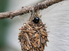 I THOUGHT THIS WAS JUST DEBRIS CAUGHT IN A WEB… UNTIL IT STARTED MOVING
